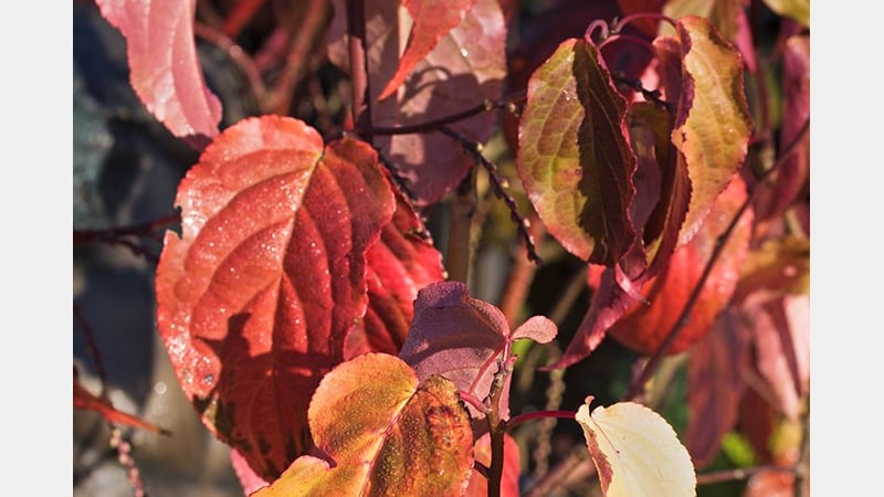 Stachyurus Praecox. Photo credit: Trevor Sims