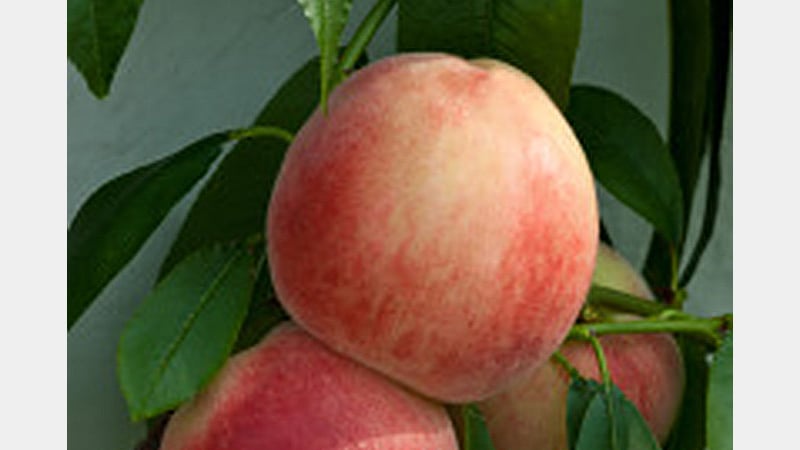 Duke of York Peach at West Dean Gardens