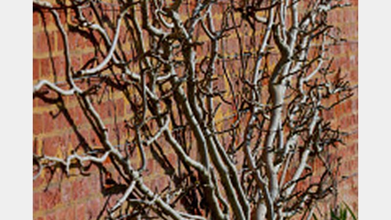 Fruit trees at West Dean Gardens