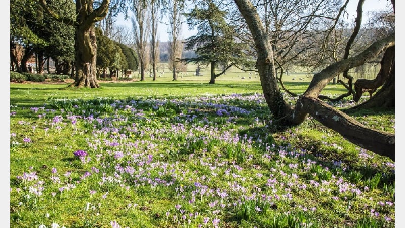 Snowdrops and crocuses in February in the gardens