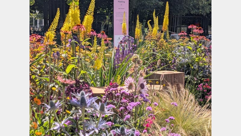 Tom Pilgrim RHS install of Hot Pocket