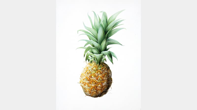 Mariella Baldwin - Pineapple
