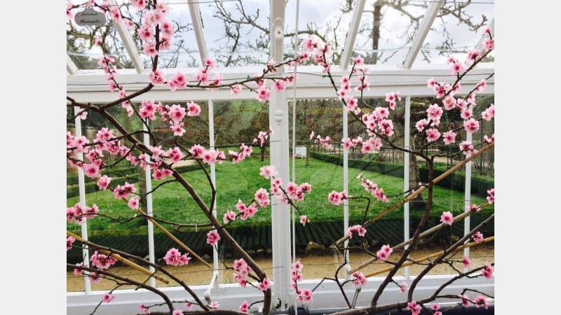 Beautiful spring blossom at West Dean Gardens
