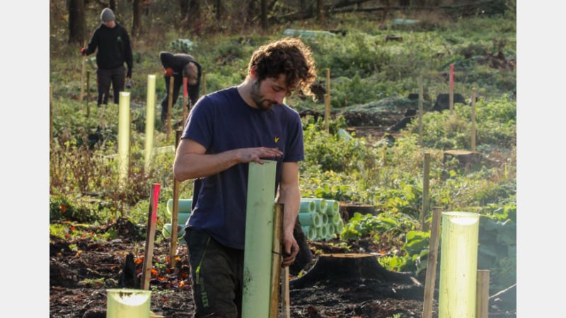 planting on west dean estate