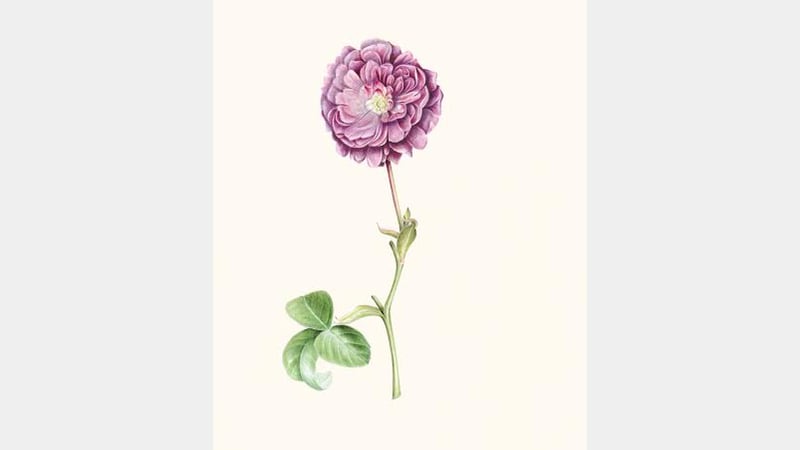 Mariella Baldwin - Rose