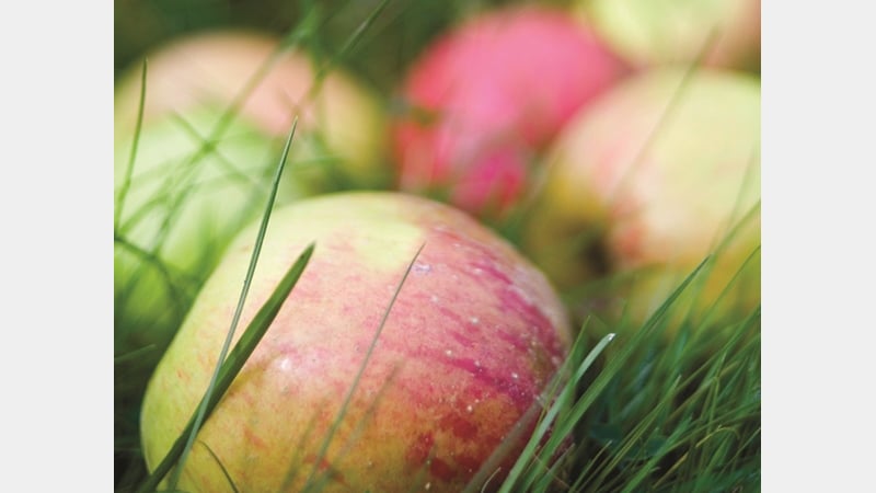West Dean Gardens grows over 100 varieties of apples, many heritage