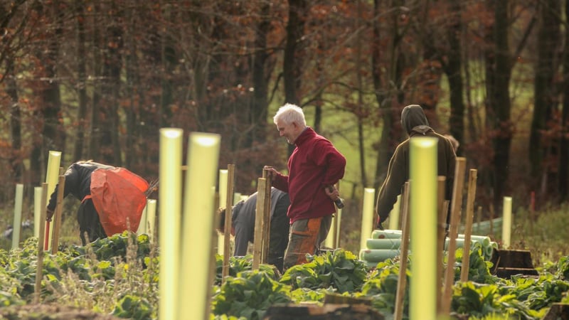 planting on west dean estate