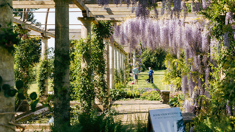 Edwardian Pergola West Dean Sussex Campus in May with wisteria covering
