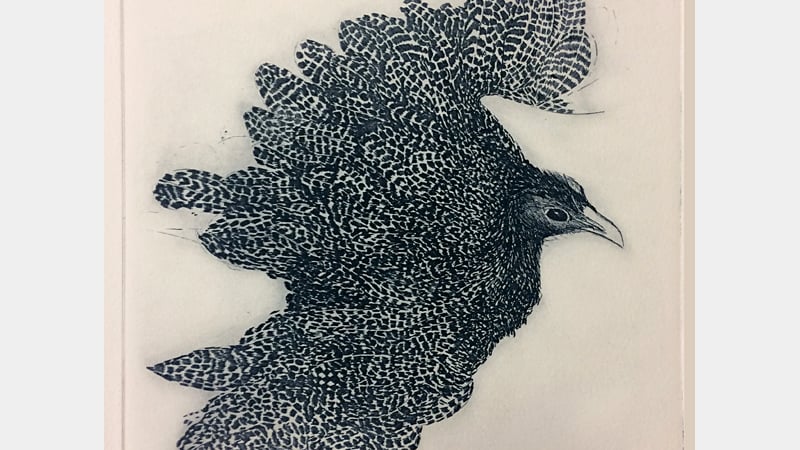 Solar etching – intaglio printmaking with Jane Sampson, 27–30 August