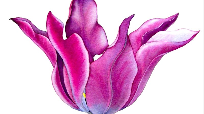 Painting luscious tulips with Sandrine Maugy