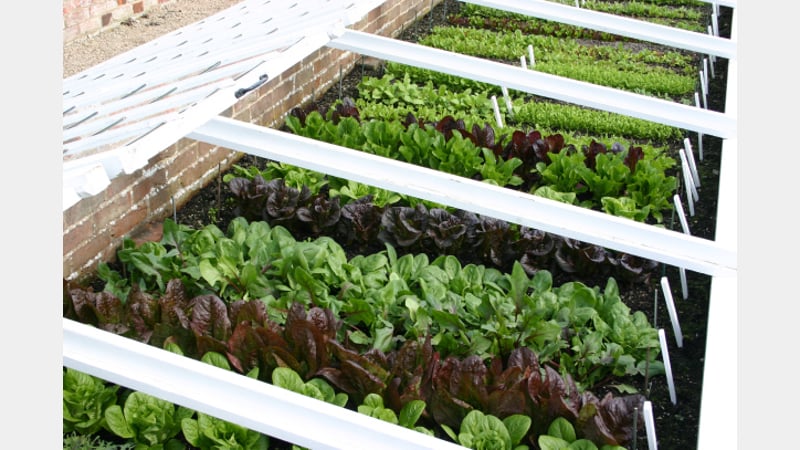 Salad crops at West Dean Gardens