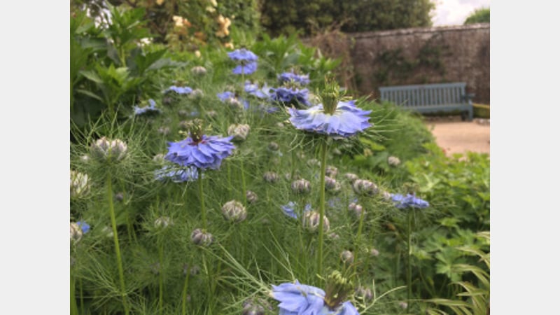 Blue borders at West Dean Gardens