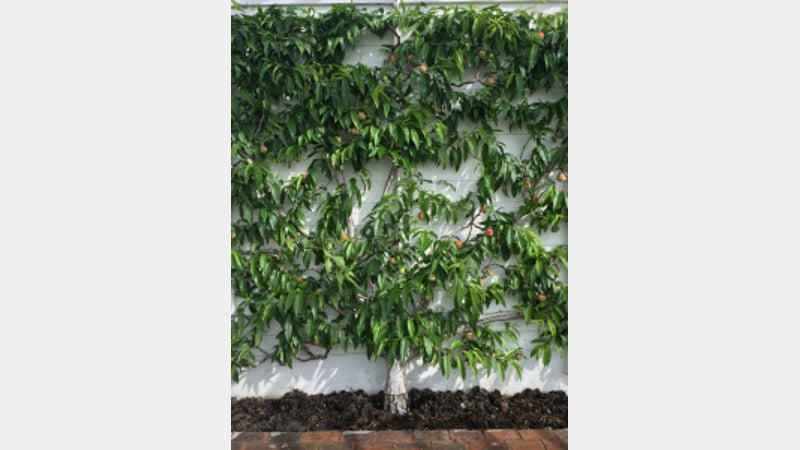 Fruit trees at West Dean Gardens