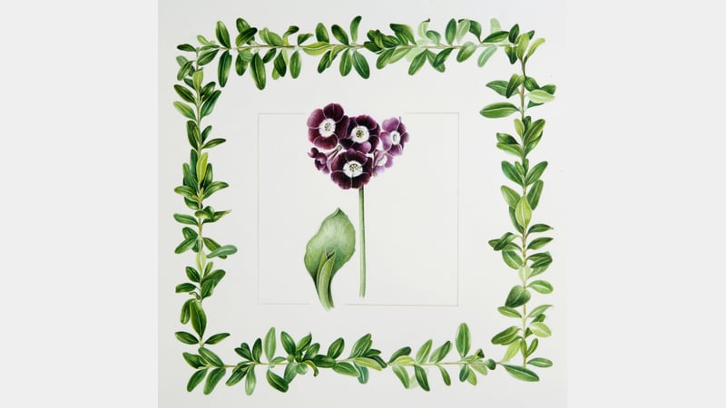 Mariella Baldwin - Tradescant Primula Auricula