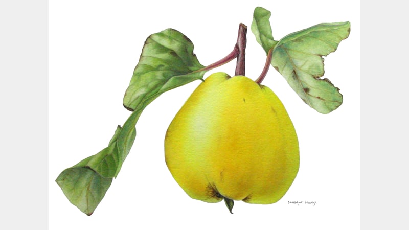 Sandrine Maugy: Quince