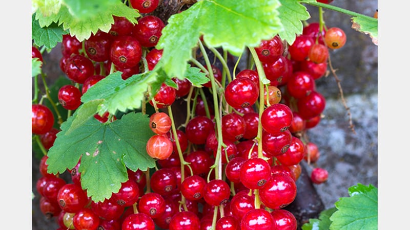 Redcurrants growing in the Kitchen Garden at West Dean