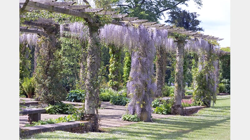 Wisteria on the West Dean Pergola