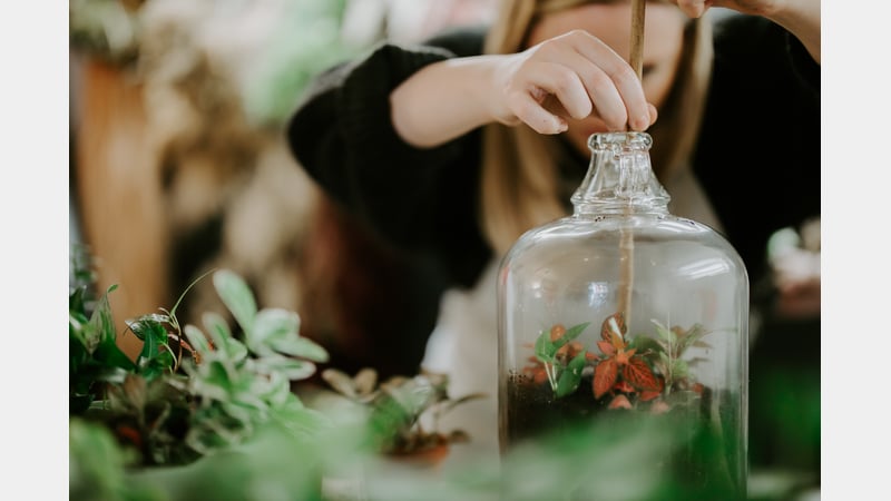 Alys Dobbie - terrarium