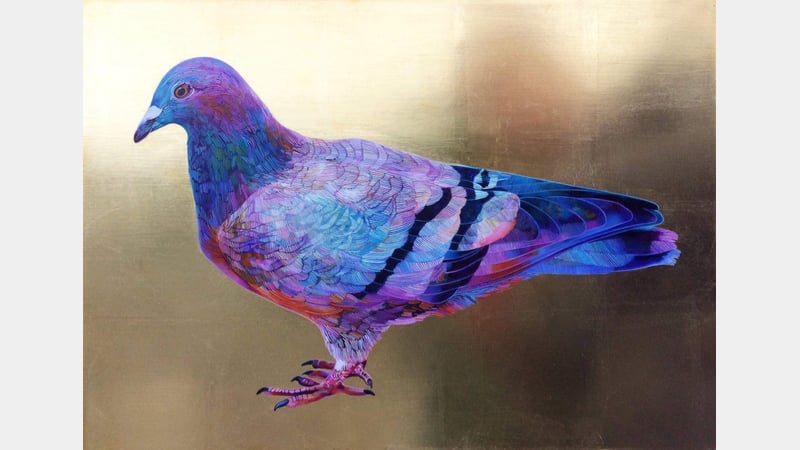 Richard Walker - pigeon