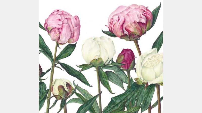 Susan Christopher-Coulson. Peony Bud Burst detail 2. © Susan Christopher-Coulson