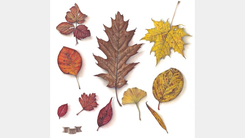 © Susan Christopher-Coulson. Autumn Leaves Shade Card.