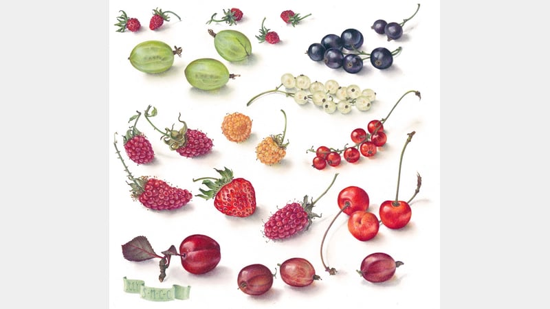 © Susan Christopher-Coulson. Summer Garden Fruits.