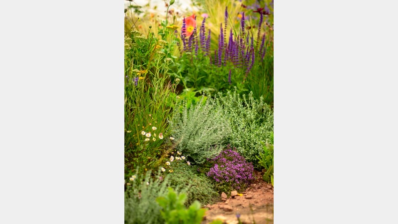 The Medicinal Garden. Image credit Nigel Wood