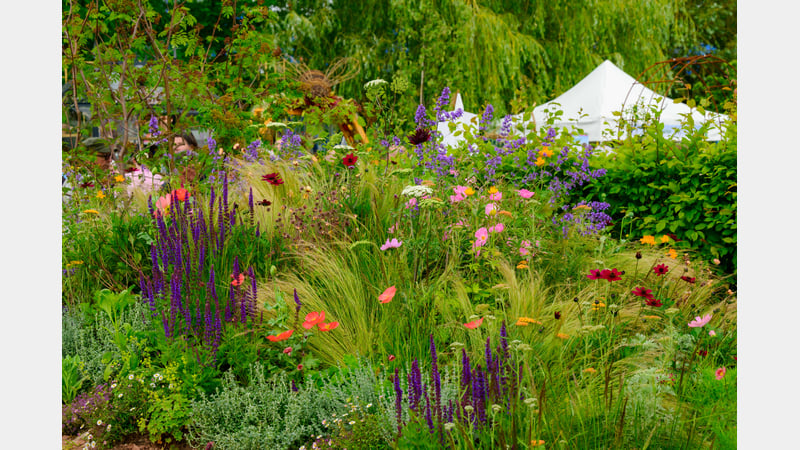 The Medicinal Garden. Image credit Nigel Wood