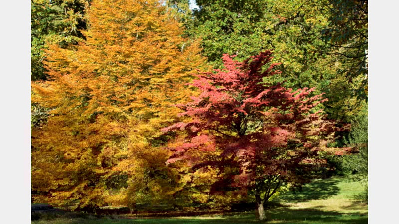 Autumn glory, Cornus Kousa, Chinensis and Fagus, Sylvatica ‘Heterophylla’ @westdeangardens