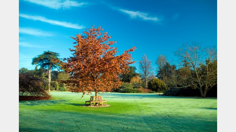 Misty autumn mornings at West Dean Gardens