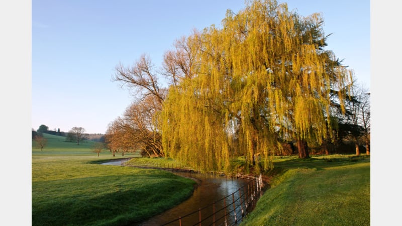 @westdeangardens salix.325 Salix babylonica beside River Lavant