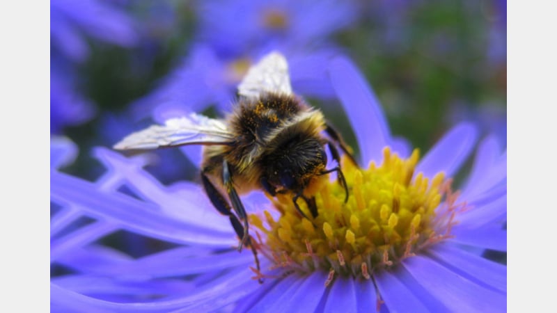 The bees love these purple flowers...