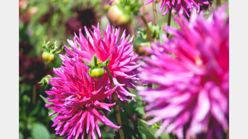 Pink dahlia at West Dean Gardens