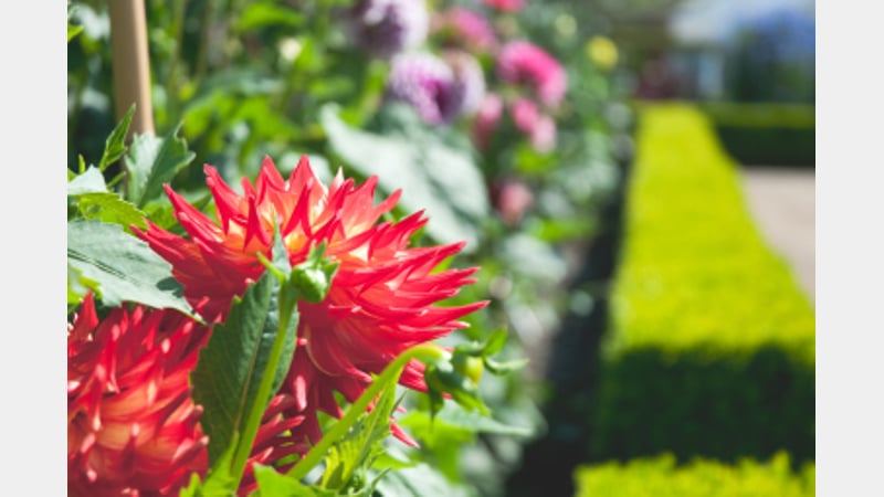 Dahlia displays at West Dean Gardens