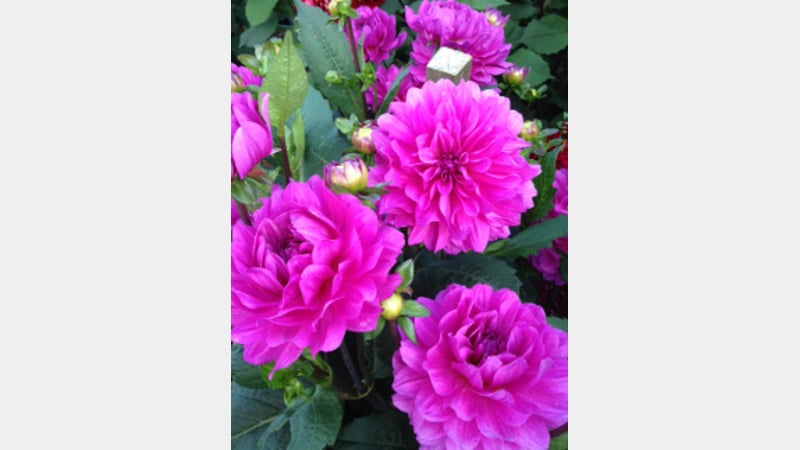 Beautiful summer flowers at West Dean