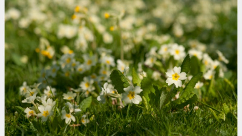 Primroses at West Dean Gardens West Sussex