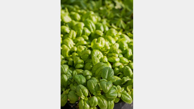 Basil Sweet Green Seedlings