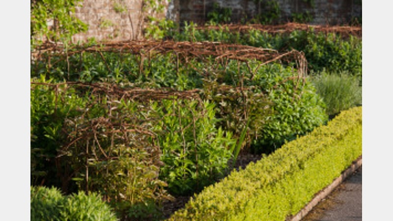 Vegetables growing at West Dean Gardens
