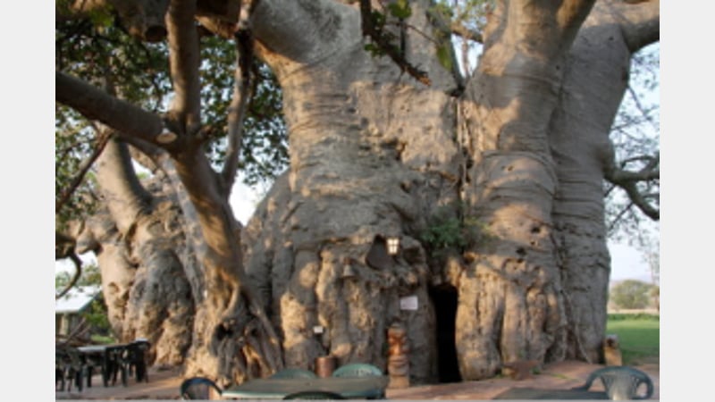 Baobab tree bar
