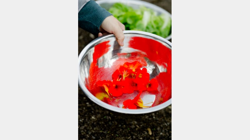 Mark Diacono at Otter Farm