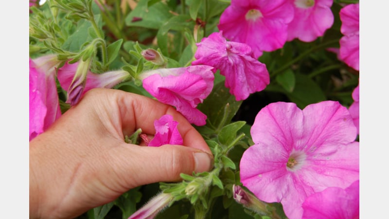Picture and Planting by Harriet at Whichford Pottery