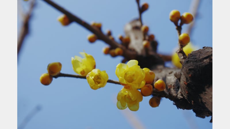 Wintersweet blog by Jane Perrone