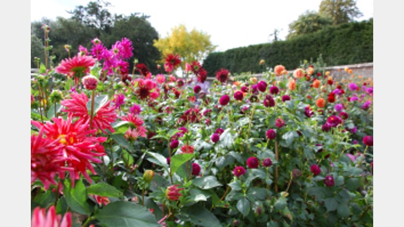Flower borders at West Dean Gardens