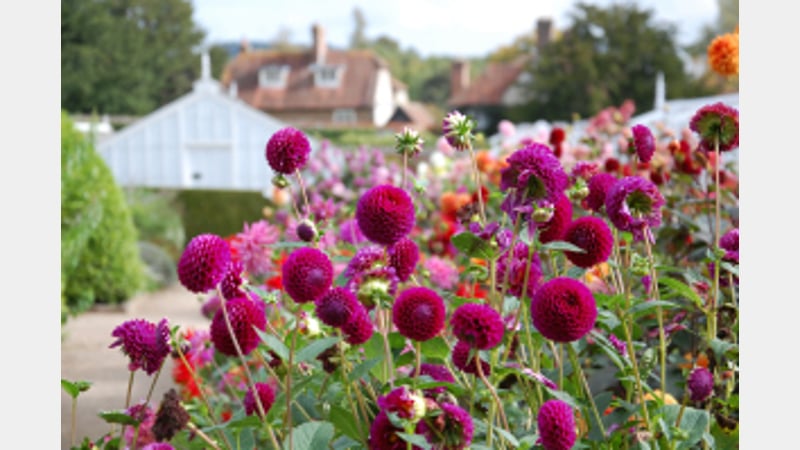 Summer Borders at West Dean Gardens West Dean Gardens