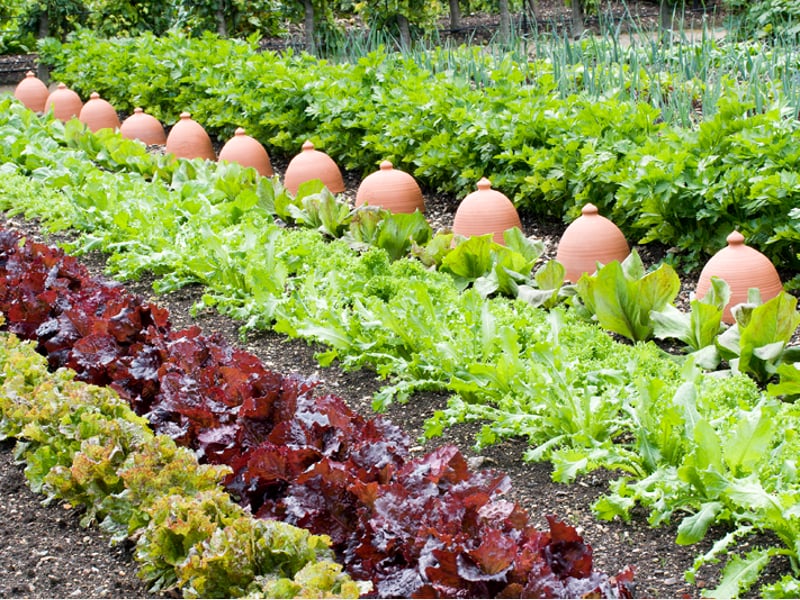 Kitchen Garden at West Dean Gardens Credit Trevor Sims