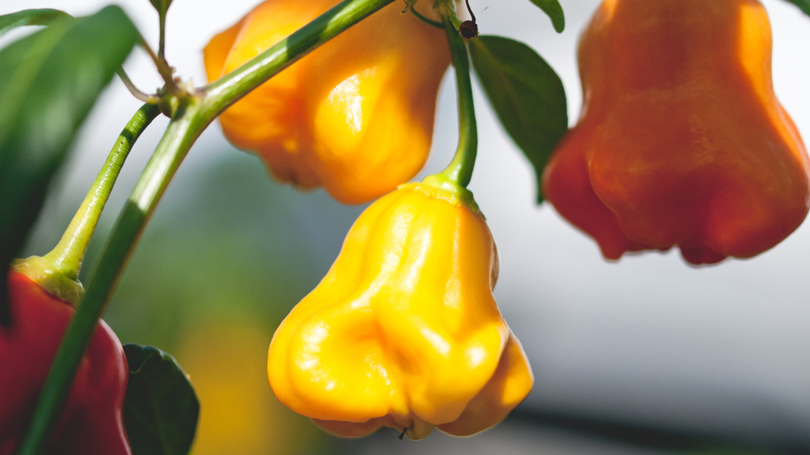 Sarah Wain’s Top Ten chilli varieties