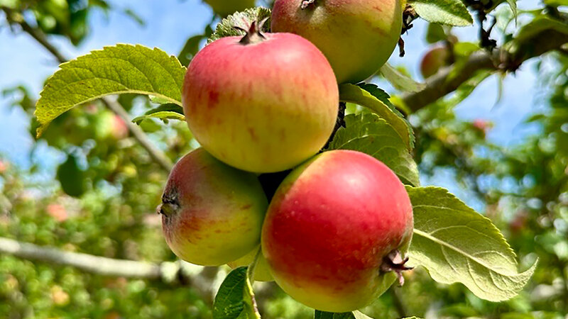 West Dean Orchard Tours