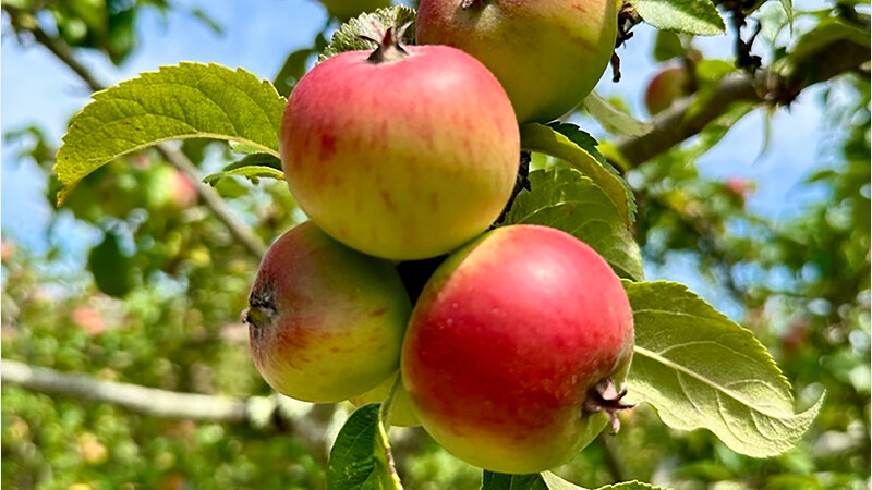 West Dean Orchard Tours