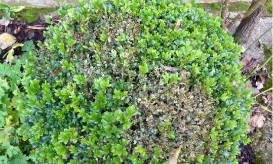 What to do about Box Blight?