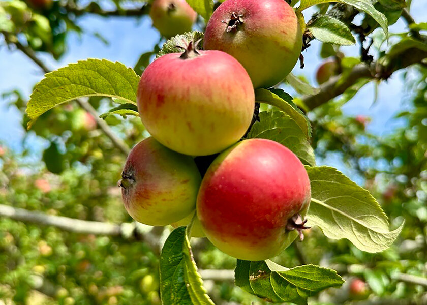 West Dean Orchard Tours